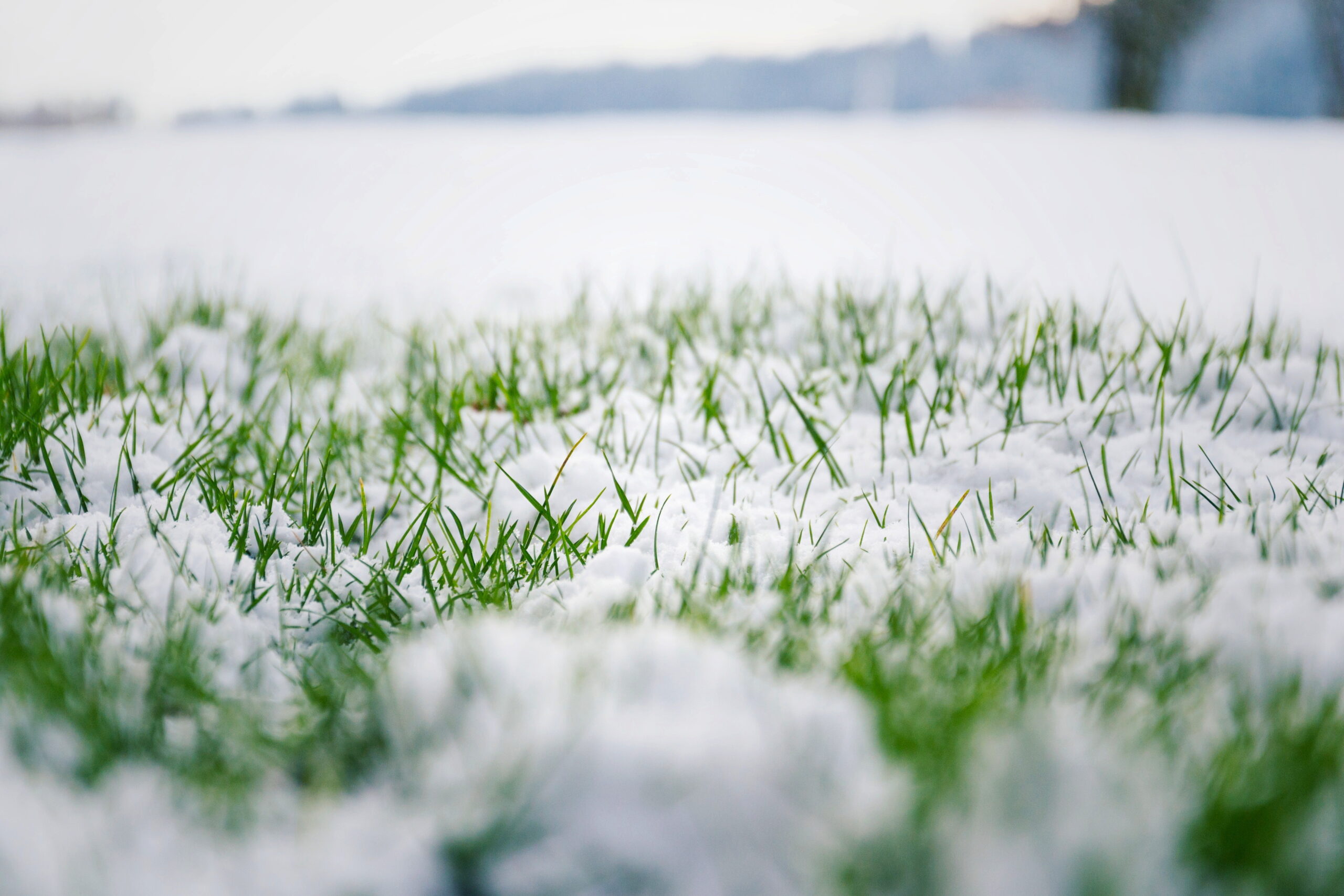 Clean Planets tip to Prepare Your Lawn for Spring.
